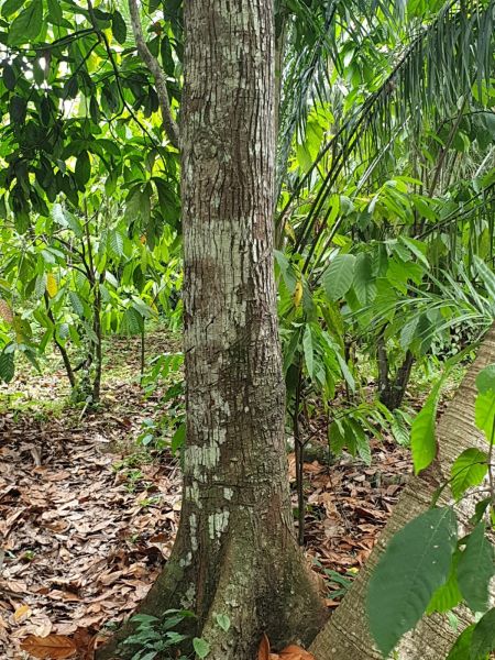 Der Stamm vom Kolabaum in Togo