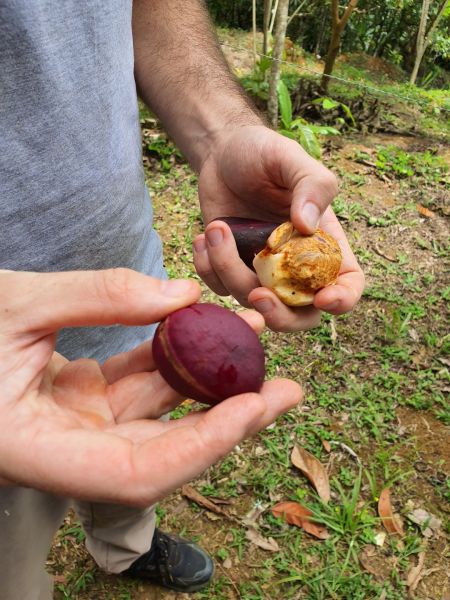 der koffeinhaltige Kolasame (hier violett) ist von einer hartnäckigen weißen Hülle umschlossen